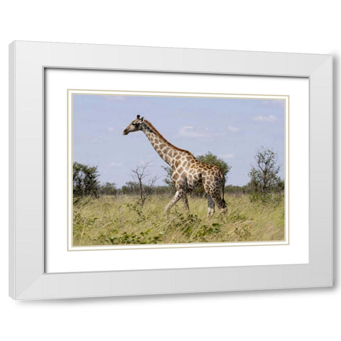 Namibia, Etosha NP Giraffe walking through grass White Modern Wood Framed Art Print with Double Matting by Young, Bill