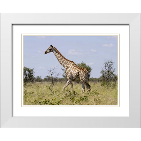 Namibia, Etosha NP Giraffe walking through grass White Modern Wood Framed Art Print with Double Matting by Young, Bill