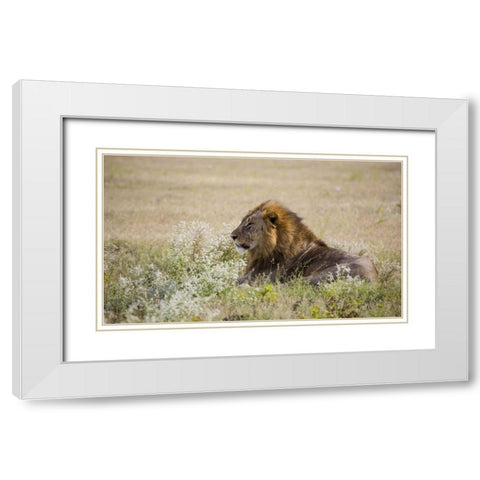 Namibia, Etosha NP Adult male lion resting White Modern Wood Framed Art Print with Double Matting by Young, Bill