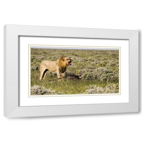 Namibia, Etosha NP Male lion roars over carcass White Modern Wood Framed Art Print with Double Matting by Young, Bill