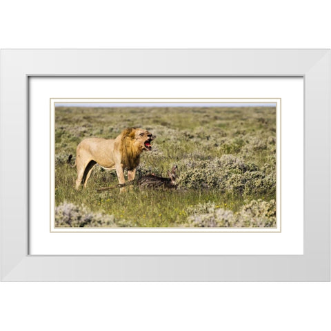 Namibia, Etosha NP Male lion roars over carcass White Modern Wood Framed Art Print with Double Matting by Young, Bill