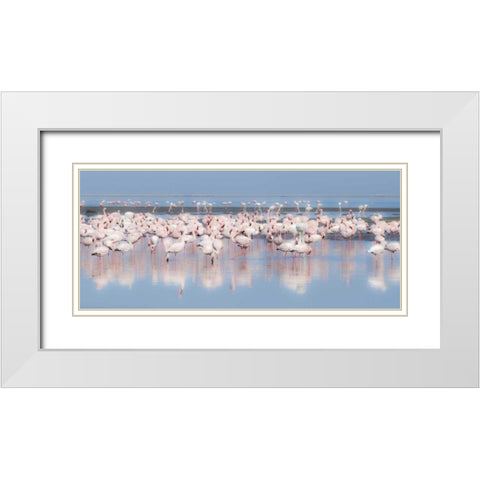 Namibia, Walvis Bay Group of greater flamingos White Modern Wood Framed Art Print with Double Matting by Young, Bill