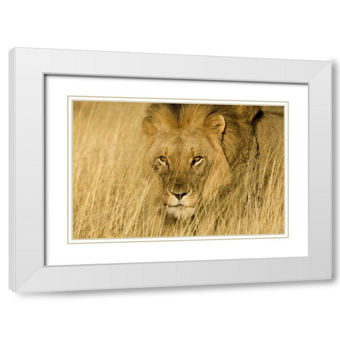 Africa, Namibia Male lion in dry grass White Modern Wood Framed Art Print with Double Matting by Zuckerman, Jim