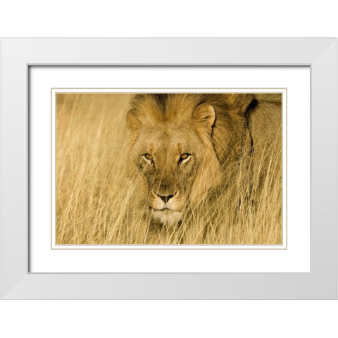 Africa, Namibia Male lion in dry grass White Modern Wood Framed Art Print with Double Matting by Zuckerman, Jim