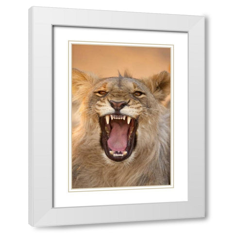 Africa, Namibia Male lion growling White Modern Wood Framed Art Print with Double Matting by Zuckerman, Jim