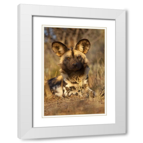 Africa, Namibia Wild dog resting White Modern Wood Framed Art Print with Double Matting by Zuckerman, Jim