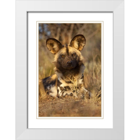 Africa, Namibia Wild dog resting White Modern Wood Framed Art Print with Double Matting by Zuckerman, Jim