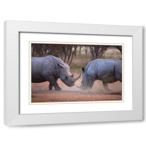 Africa, Namibia White rhinos fighting White Modern Wood Framed Art Print with Double Matting by Zuckerman, Jim