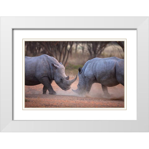 Africa, Namibia White rhinos fighting White Modern Wood Framed Art Print with Double Matting by Zuckerman, Jim