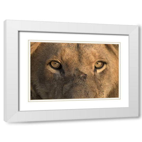 Africa, Namibia Male lion, Namibia White Modern Wood Framed Art Print with Double Matting by Zuckerman, Jim