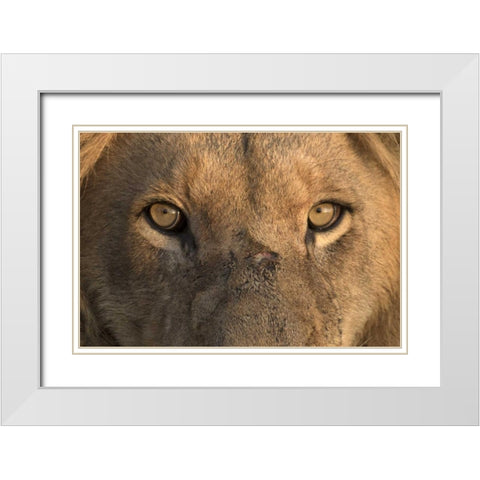 Africa, Namibia Male lion, Namibia White Modern Wood Framed Art Print with Double Matting by Zuckerman, Jim