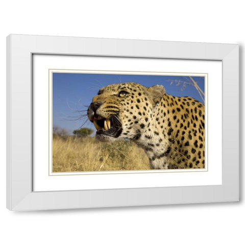 Africa, Namibia Leopard snarling White Modern Wood Framed Art Print with Double Matting by Zuckerman, Jim