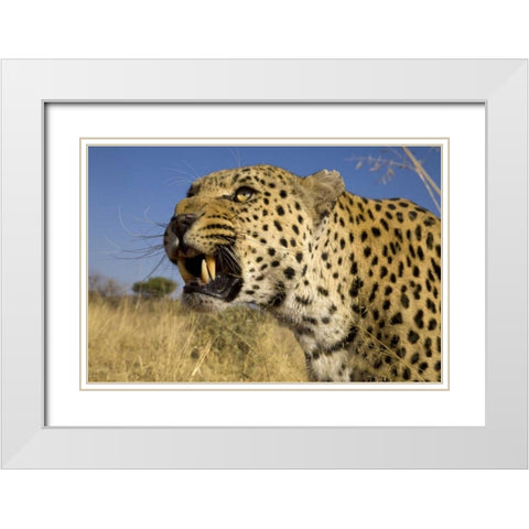 Africa, Namibia Leopard snarling White Modern Wood Framed Art Print with Double Matting by Zuckerman, Jim