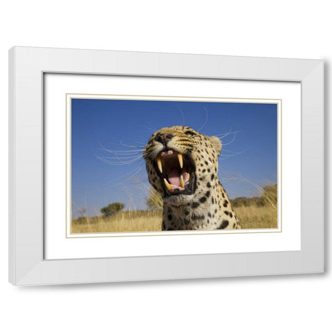 Africa, Namibia Leopard snarling White Modern Wood Framed Art Print with Double Matting by Zuckerman, Jim
