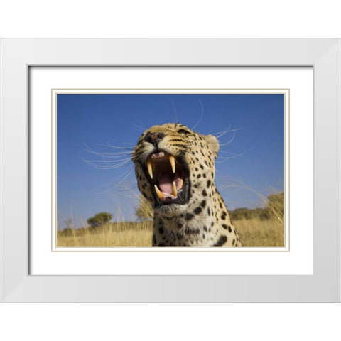 Africa, Namibia Leopard snarling White Modern Wood Framed Art Print with Double Matting by Zuckerman, Jim