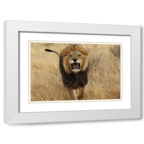 Africa, Namibia Aggressive male lion White Modern Wood Framed Art Print with Double Matting by Zuckerman, Jim