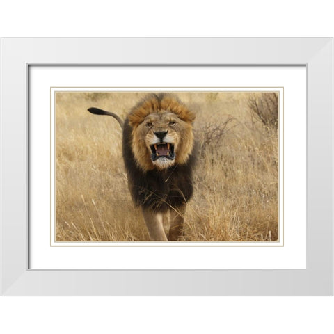Africa, Namibia Aggressive male lion White Modern Wood Framed Art Print with Double Matting by Zuckerman, Jim