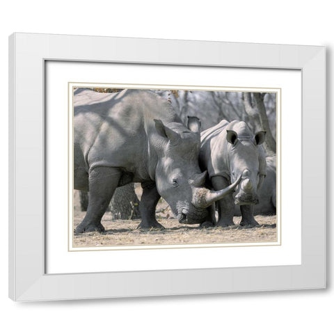 Africa, Namibia White rhino mother and calf White Modern Wood Framed Art Print with Double Matting by Zuckerman, Jim