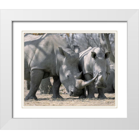 Africa, Namibia White rhino mother and calf White Modern Wood Framed Art Print with Double Matting by Zuckerman, Jim