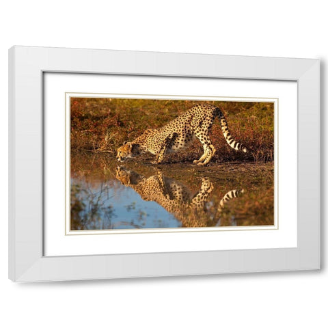 Namibia Adult cheetah drinking and reflecting in water White Modern Wood Framed Art Print with Double Matting by Jaynes Gallery