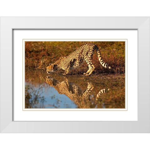 Namibia Adult cheetah drinking and reflecting in water White Modern Wood Framed Art Print with Double Matting by Jaynes Gallery