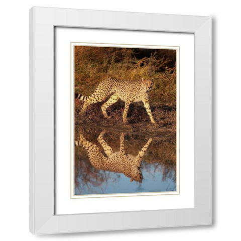 Namibia Adult cheetah reflecting in water White Modern Wood Framed Art Print with Double Matting by Jaynes Gallery