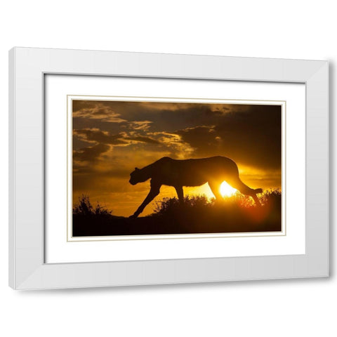 Namibia Cheetah silhouette at sunset White Modern Wood Framed Art Print with Double Matting by Jaynes Gallery