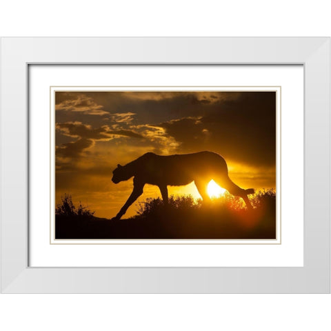 Namibia Cheetah silhouette at sunset White Modern Wood Framed Art Print with Double Matting by Jaynes Gallery