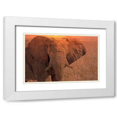 Africa-Namibia-Montage of elephant at sunrise White Modern Wood Framed Art Print with Double Matting by Jaynes Gallery