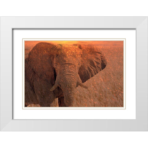 Africa-Namibia-Montage of elephant at sunrise White Modern Wood Framed Art Print with Double Matting by Jaynes Gallery
