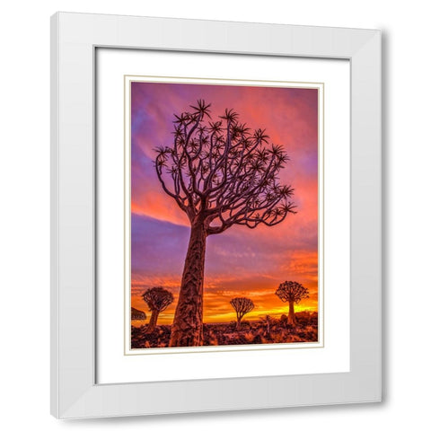 Africa-Namibia-Quiver trees at sunset White Modern Wood Framed Art Print with Double Matting by Jaynes Gallery