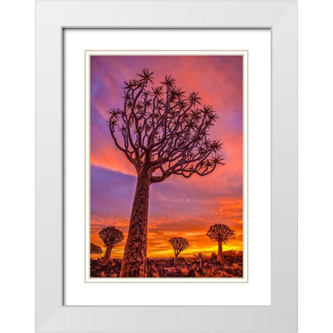 Africa-Namibia-Quiver trees at sunset White Modern Wood Framed Art Print with Double Matting by Jaynes Gallery