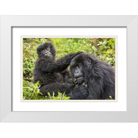 Africa-Rwanda-Volcanoes National Park-Young Mountain Gorilla playing with adult  White Modern Wood Framed Art Print with Double Matting by Souders, Paul