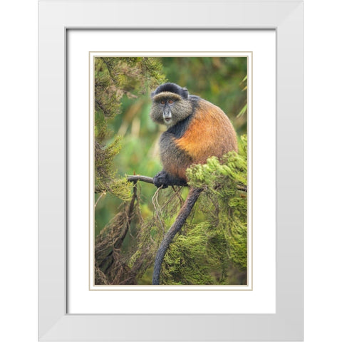 Africa-Rwanda-Volcanoes National Park-Golden Monkey in Virunga Mountains White Modern Wood Framed Art Print with Double Matting by Souders, Paul