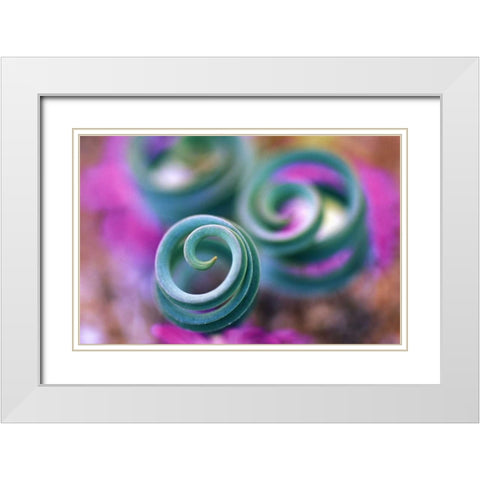 South Namaqualand, Curled lily leaves White Modern Wood Framed Art Print with Double Matting by Rotenberg, Nancy