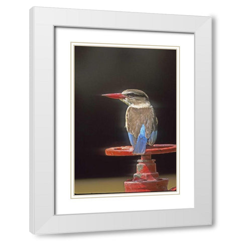 South Kruger NP Brown-hooded kingfisher on wheel White Modern Wood Framed Art Print with Double Matting by Williams, Joanne