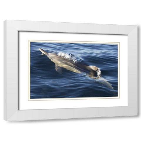South Cape Town A bottlenose dolphin White Modern Wood Framed Art Print with Double Matting by Anon, Josh