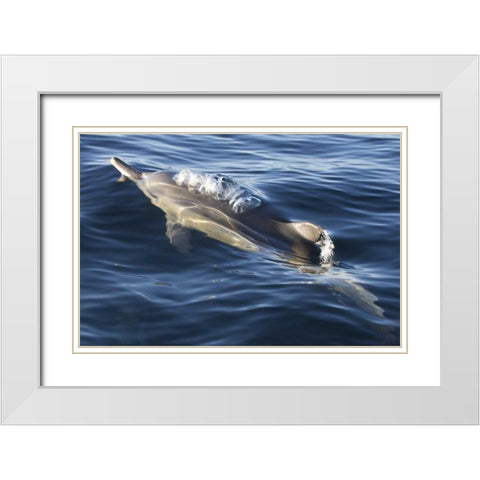 South Cape Town A bottlenose dolphin White Modern Wood Framed Art Print with Double Matting by Anon, Josh