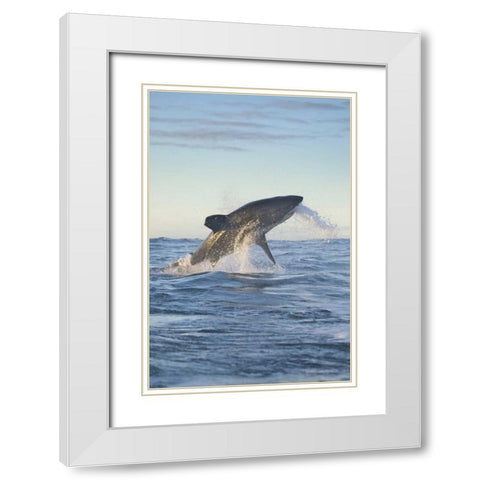 South Cape Town A great white shark hunting White Modern Wood Framed Art Print with Double Matting by Anon, Josh