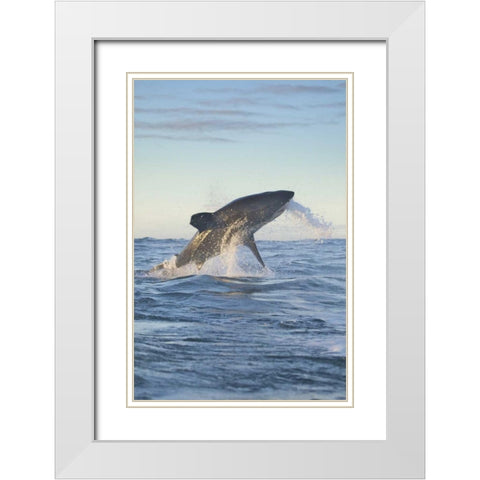 South Cape Town A great white shark hunting White Modern Wood Framed Art Print with Double Matting by Anon, Josh
