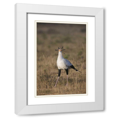 South Port Elizabeth A secretary bird portrait White Modern Wood Framed Art Print with Double Matting by Anon, Josh