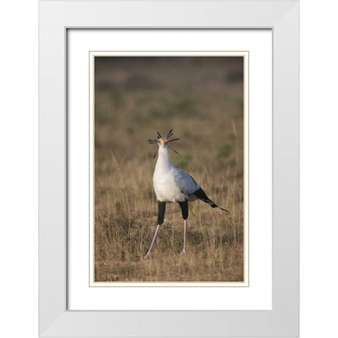 South Port Elizabeth A secretary bird portrait White Modern Wood Framed Art Print with Double Matting by Anon, Josh