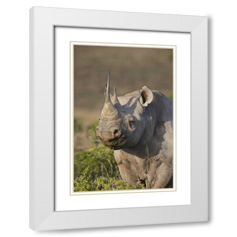 South Africa, Port Elizabeth, Black rhino grazing White Modern Wood Framed Art Print with Double Matting by Anon, Josh