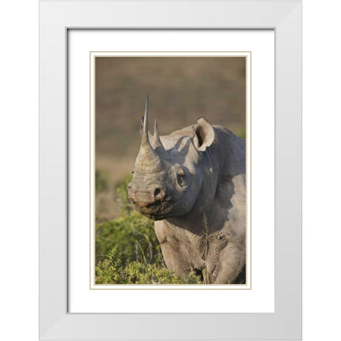 South Africa, Port Elizabeth, Black rhino grazing White Modern Wood Framed Art Print with Double Matting by Anon, Josh
