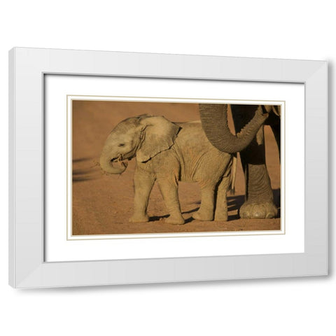 South Africa Baby elephant plays with a branch White Modern Wood Framed Art Print with Double Matting by Anon, Josh