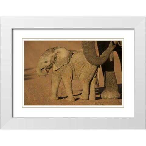 South Africa Baby elephant plays with a branch White Modern Wood Framed Art Print with Double Matting by Anon, Josh
