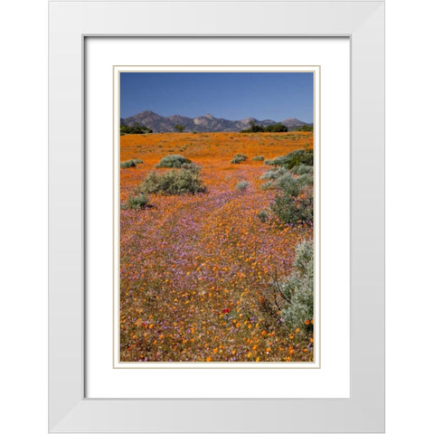 Wildflower season, Namaqua NP, South Africa White Modern Wood Framed Art Print with Double Matting by Kaveney, Wendy