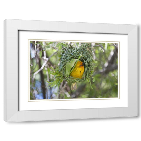 Slender-billed Weaver, Kamieskroon, South Africa White Modern Wood Framed Art Print with Double Matting by Young, Bill