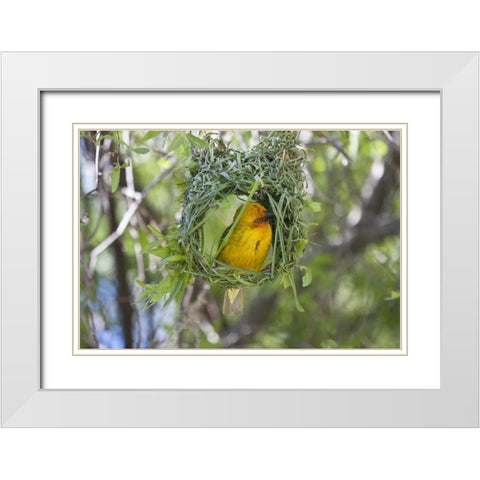 Slender-billed Weaver, Kamieskroon, South Africa White Modern Wood Framed Art Print with Double Matting by Young, Bill
