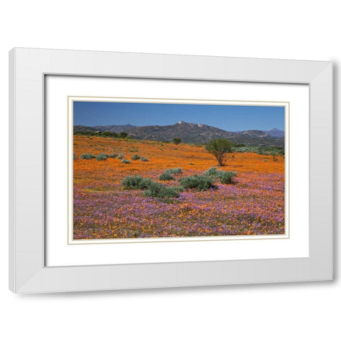 Orange purple blossoms, Namaqua NP, South Africa White Modern Wood Framed Art Print with Double Matting by Young, Bill